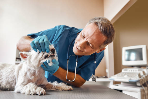 Best Tooth Infection Emergency Dentist  in Hector, MN
